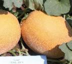 Photo un melon l'espèce Manuehla (Nevo) F1