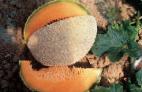 foto Il melone la cultivar Kapo F1