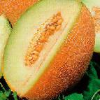 Photo un melon l'espèce Golpri F1