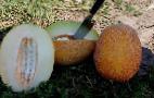 Photo un melon l'espèce Miron F1