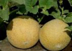 Photo un melon l'espèce Trejjsi F1