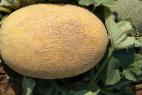 foto Il melone la cultivar Bizan F1