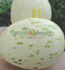 Photo un melon l'espèce Serebryanaya zvezda F1