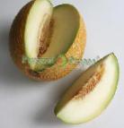 foto Il melone la cultivar Galiya