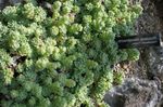 fotografie Dekoratívne rastliny Rosularia sukulenty , svetlo-zelená
