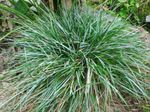 Photo Blue Moor-grass characteristics
