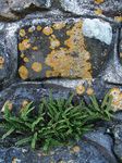 Fil Dekorativa Växter Rustyback Ormbunke, Rostig-Back Ormbunke, Fjällande Svartbräken ormbunkar (Ceterach), grön