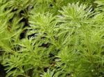 フォト 観賞植物 オウムの羽の水ノコギリソウ 水生植物 (Myriophyllum), 緑色
