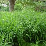 Photo Spangle grass, Wild oats, Northern Sea Oats characteristics