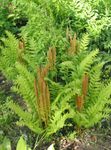 Photo Flowering fern characteristics