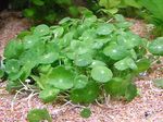 Photo Whorled, Water Pennywort, Dollarweed, Manyflower Marsh Pennywort characteristics