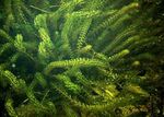 Photo Anacharis, Canadian Elodea, American Waterweed, Oxygen Weed characteristics