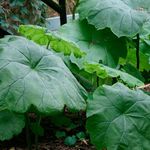 снимка Декоративни растения Parasollblad, Shieldleaf Цвете На Роджър декоративни листни (Astilboides-tabularis), зелен