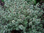 Fil Dekorativa Växter Citrontimjan dekorativbladiga (Thymus-citriodorus), brokiga