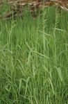 Photo Bowles Golden Grass, Golden Millet Grass, Golden Wood Millet characteristics