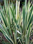 Photo Adam's Needle, Spoonleaf Yucca, Needle-Palm characteristics