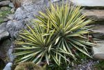 Photo Ornamental Plants Adam's Needle, Spoonleaf Yucca, Needle-Palm leafy ornamentals (Yucca filamentosa), multicolor