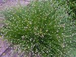 Photo Fiber Optic Grass, Salt Marsh Bulrush characteristics