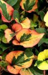 Foto Chamäleonpflanze dekorative-laub (Houttuynia), grün