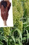 Photo Broom Corn characteristics