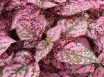 foto Polka Dot Plant, Sproet Gezicht lommerrijke sierplanten (Hypoestes), veelkleurig