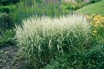 Photo Reed Canary grass characteristics