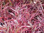 Photo plandaí ornáideach Alternanthera ornamentals leafy , dearg