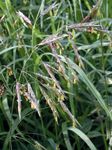 Photo Cheatgrass characteristics