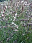 Foto Ukrasne Biljke Plava Trava Za Ispašu trave (žitarice) (Bouteloua), zelena