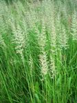 სურათი დეკორატიული მცენარეები ბუმბული Reed ბალახის, ზოლიანი ბუმბული Reed მარცვლეული (Calamagrostis), მწვანე