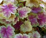 Foto Dekorative Pflanzen Heuchera, Korallenrote Blumen, Korallen Glocken, Alumroot dekorative-laub , mannigfaltig