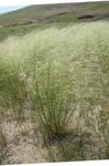 Photo Porcupine Grass characteristics
