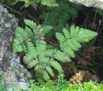 სურათი დეკორატიული მცენარეები კირქვის მუხა გვიმრა, სურნელოვანი მუხა Fern გვიმრები (Gymnocarpium), მწვანე
