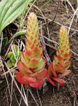 foto Plantas Ornamentais Tampas De Burro plantas ornamentais folhosos (Orostachys), vermelho