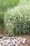 Photo Ribbon Grass, Reed Canary Grass, Gardener's Garters characteristics
