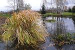 fotografie Dekoratívne rastliny Severnej Divoká Rýže- traviny (Zizania aquatica), svetlo-zelená