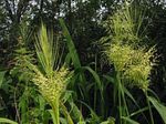 Fil Dekorativa Växter Norra Vild-Ris säd (Zizania aquatica), ljus-grön