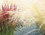 Photo Ornamental Plants Cogon Grass, Satintail, Japanese Blood Grass cereals (Imperata cylindrica), red