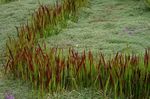 Foto Dekoratīvie Augi Cogon Zāle, Satintail, Japāņu Asinis Zāle graudaugi (Imperata cylindrica), sarkans