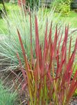 Photo Cogon Grass, Satintail, Japanese Blood Grass characteristics