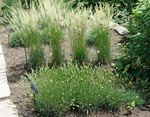 Photo Ornamental Plants Glaucous Hair-Grass, Large Blue June Grass, Large Blue Hair Grass cereals (Koeleria), green
