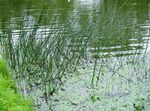 foto Le piante ornamentali Il Vero Giunco acquatici (Scirpus lacustris), verde