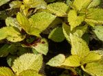 Photo Ornamental Plants Coleus, Flame Nettle, Painted Nettle leafy ornamentals , yellow