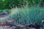 Photo Blue Lyme Grass, Sand Rye Grass characteristics