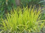 Photo Foxtail grass characteristics