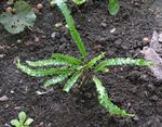 Foto Dekoratīvie Augi Hart Mēle Papardes (Phyllitis scolopendrium), zaļš