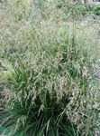 Photo Tufted Hairgrass, Golden Hairgrass, Hair Grass, Hassock Grass, Tussock Grass characteristics