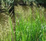Photo Striped Manna Grass, Reed Manna Grass characteristics