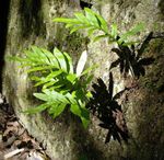 fotografija Okrasne Rastline Skupno Polypody, Rock Polypody praproti (Polypodium), zelena