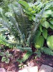 Photo Hard shield fern, Soft shield fern characteristics
